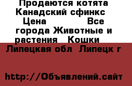 Продаются котята Канадский сфинкс › Цена ­ 15 000 - Все города Животные и растения » Кошки   . Липецкая обл.,Липецк г.